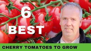 Best Cherry Tomatoes to grow in Garden 2022