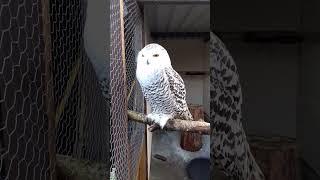 Snowy Owl #shorts