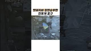 멧돼지와 정면승부하는 진돗개 #shorts