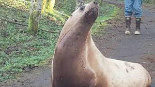 Sea Lion in roadway - Cowlitz County Sheriff's Office