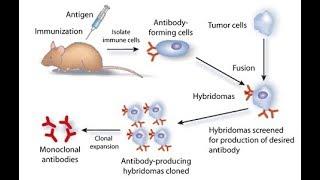 How to produce monoclonal antibody Animation HD 2017