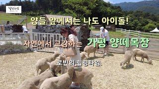 멀지 않은 서울근교에서 양떼들과 교감하고 올 수 있는 곳. "가평 양떼목장"