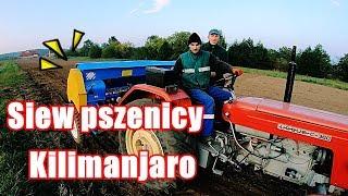 Siejemy pszenice Kilimanjaro u Karola/Rolnikowopl