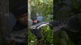 Sarjan Alang In Action #ozmyfishing #ozmy #haveafrenzyday