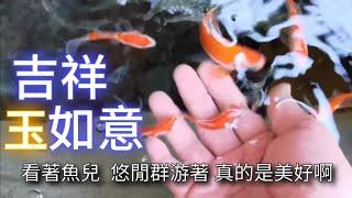 養魚 玉如意 水族 分享最適合小政哥養的魚種