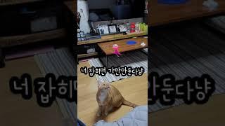 [고양이사냥놀이] 모해의 최애 놀이, 갸꿀잼 #shorts #short