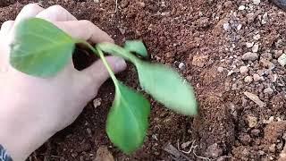 Kendi Patlicanını Kendin Üret.Patlican Fidesi Dikimi.Make Your Own Eggplant.