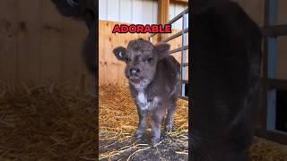 The Cutest Animal In The World: Mini Highland Cows #shorts #highlandcow #animals #cute