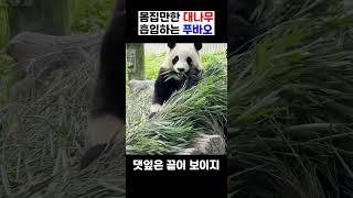 몸집만한 대나무 흡입하는 푸바오 