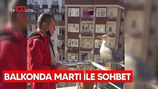 Balkonda martı ile sohbet sosyal medyada ilgi odağı oldu