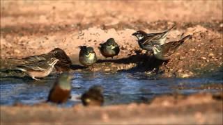 Birds of Eilat