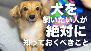 【犬を飼いたい人へ】犬を飼いたい人と犬を飼っている人が絶対に知っておくべきこと