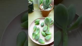 SUCCULENTS PROPAGATION TIPS