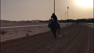 Al Shahnina Stud.                                   Riding boy Name Reza Anwar