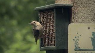 Back Yard Birding - how to attract birds to your home | Indiana DNR