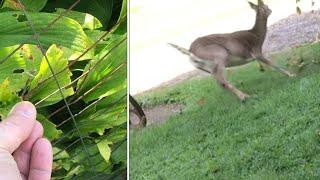 how do you STOP DEER from “eating your flowers” (especially hostas)…