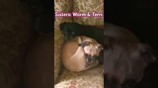 Worm and Terri real life sisters, recently reunited after being adopted to different families!