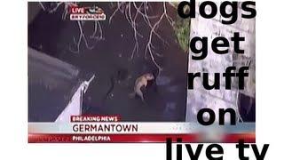 Dogs hump on live tv