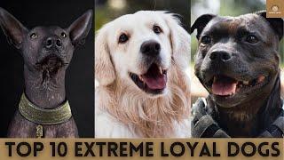 Top 10 Most Extreme Loyal Dog Breeds | Blush & Laugh | 2021