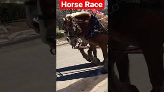 Horse Race #usa #viral #horse