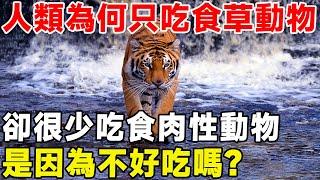 人類為何只吃草食動物，卻很少吃肉食動物的肉，是因為不好吃嗎？ #科普#科普頻道#草食動物#食肉性動物