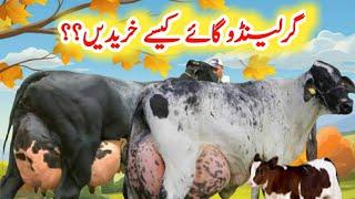 How To buying Girlando Cow | Girlando Cow ka Seman Lene ka Tarika | Girlando Cow Farming