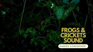 Frog & Crickets sound  Calming Nature Night Sounds & Sights for Sleep & Relaxation