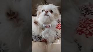 Only Paws #trending #cute #dogs #shihtzu #paw #teacupdogs #feetpics #onlypaws #thethreelittleshihtz