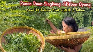 PANEN DAUN SINGKONG DI KEBUN OPUNG BUAT DIBAWA KE AUSTRIA‼️H-1 SEBELUM PULANG