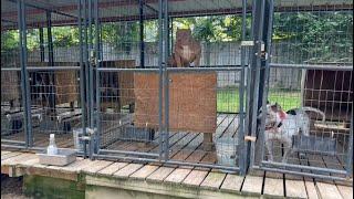 THIS DAMN DOG! SSK KENNEL Uodate!