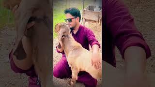 New Short Video | Talking Studio | Hammad Sheikh