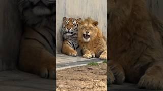 Lion and Tiger Love 