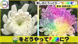 宝石のような淡くカラフルな花…SNSでも人気の『染め輪菊』コロナ禍で葬儀需要なくなった生産者救う