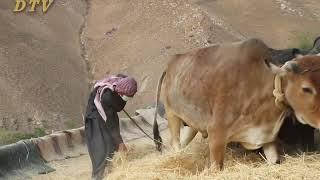 Living in Daikundi villages # Shish village # daikundi province