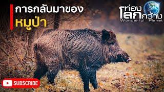 สารคดีท่องโลกกว้าง ตอน การกลับมาของหมูป่า สารคดีหมูป่า | สารคดี สารคดีสัตว์โลก