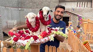 Baby Goats Ka Welcome kia Mini Zoo Main 