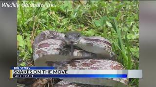 Dangerous and deadly snakes in South Baldwin County—what you need to know this summer