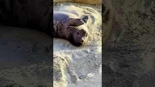 A King Tide Hits The Seal Colonies! What Will Happen To The Seal Pups?! (DRONE)