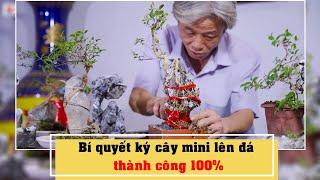 Bí quyết ký cây mini lên đá thành công 100%  l Dương Cây Cảnh