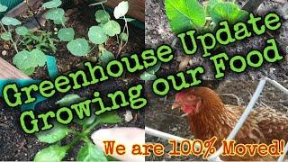 Greenhouse Update/Growing our Food/We are 100% moved #martinmidlifemisadventures #garden #gardening