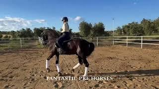  CHENEL  Fantastic gelding Andalusian super sweet and PSG mover with fab PIAFFE & PASSAGE | 4 SALE