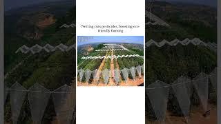 By reducing the need for pesticides, this netting method helps make farming more sustainable
