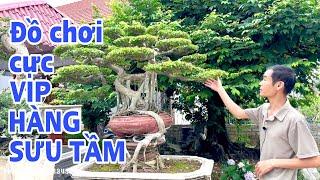 Đồ chơi VIP chia sẻ làng cây - cây cảnh bonsai 0967828345