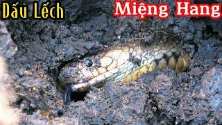 Dấu Vết Ngay Cửa Hang| Mười Thương Săn Bắt