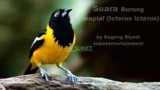 Suara Burung Troupial Icterus