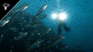 Diving Mayor Island (Tuhua)