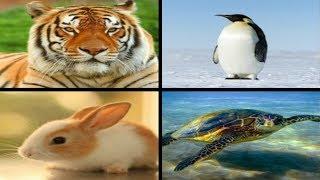 Top 20 Most Interesting Animal Species - Top 20 Animal - Top List 2017