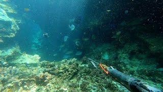 Spearfishing in Panama - what for a big fish!