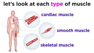 Types of Tissue Part 3: Muscle Tissue