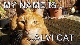 Alvi cat : introducing himself